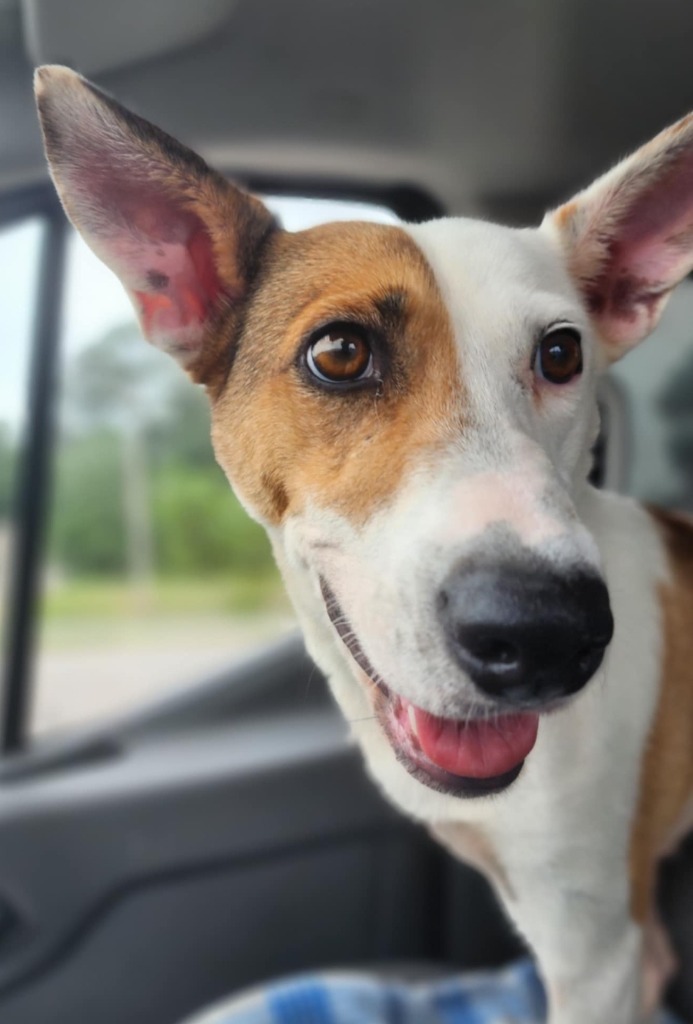 Utah Jazz, an adoptable Basenji, Cattle Dog in El Dorado, AR, 71730 | Photo Image 4