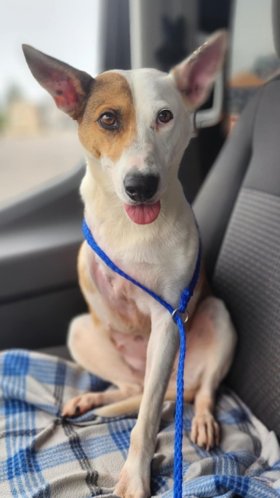 Utah Jazz, an adoptable Basenji, Cattle Dog in El Dorado, AR, 71730 | Photo Image 5