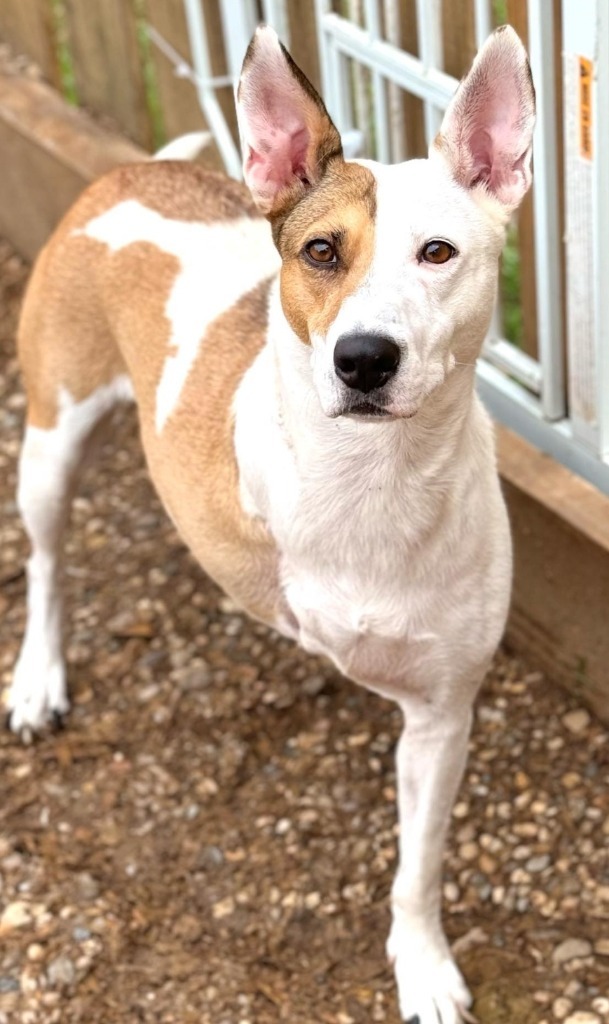 Utah Jazz, an adoptable Basenji, Cattle Dog in El Dorado, AR, 71730 | Photo Image 6