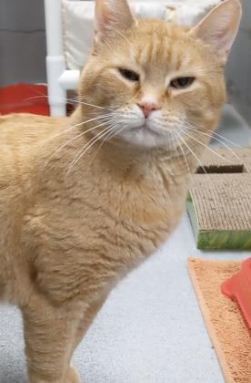 Stanley, an adoptable Domestic Short Hair in Syracuse, NY_image-1