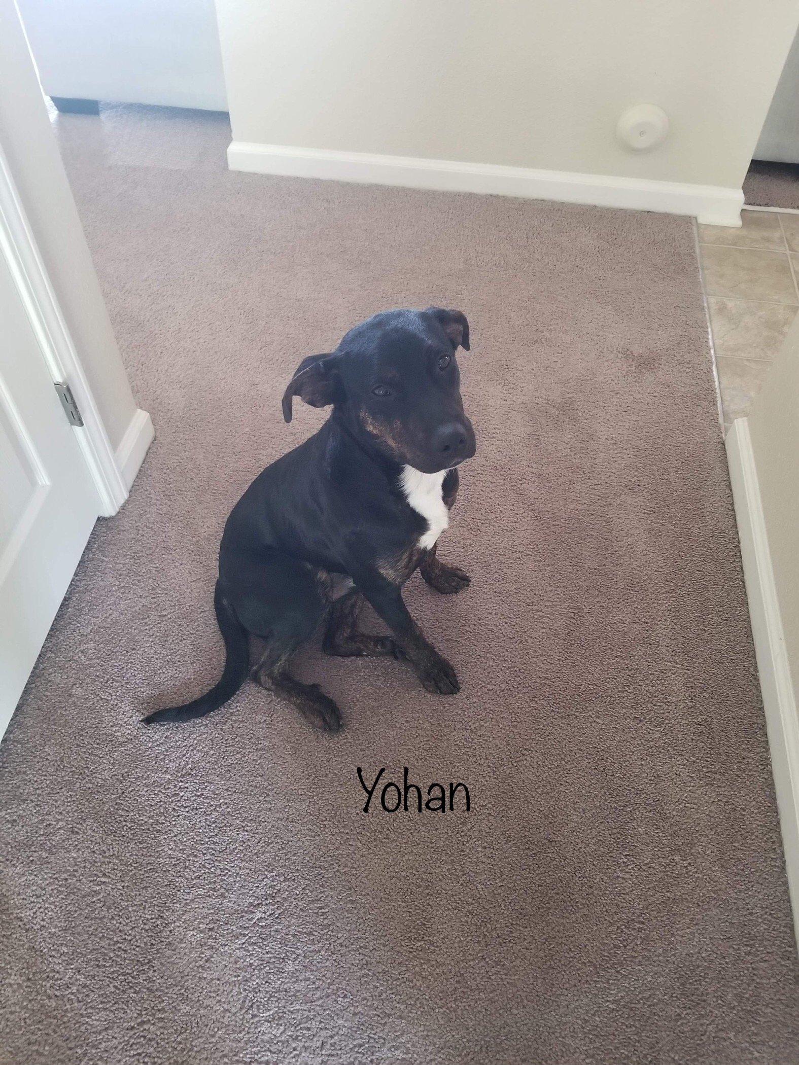 Yohan - Available!