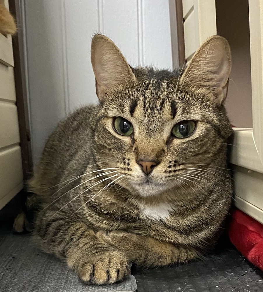 Eloise, an adoptable Tabby in Panama City Beach, FL, 32408 | Photo Image 1