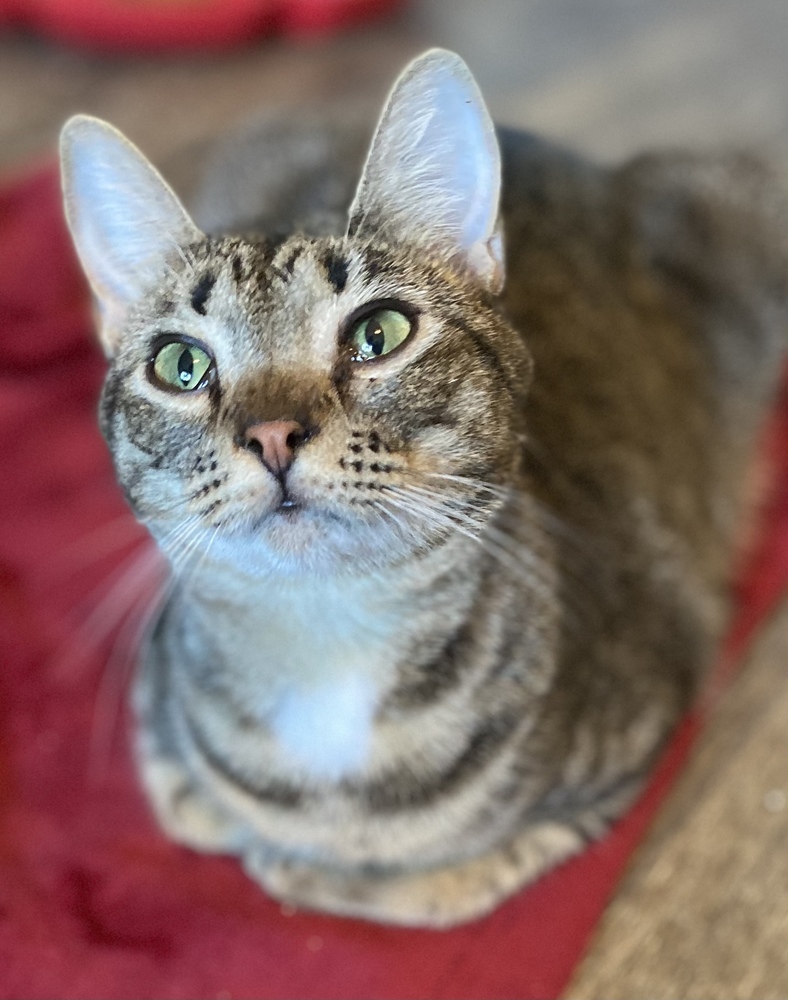 Eloise, an adoptable Tabby in Panama City Beach, FL, 32408 | Photo Image 2