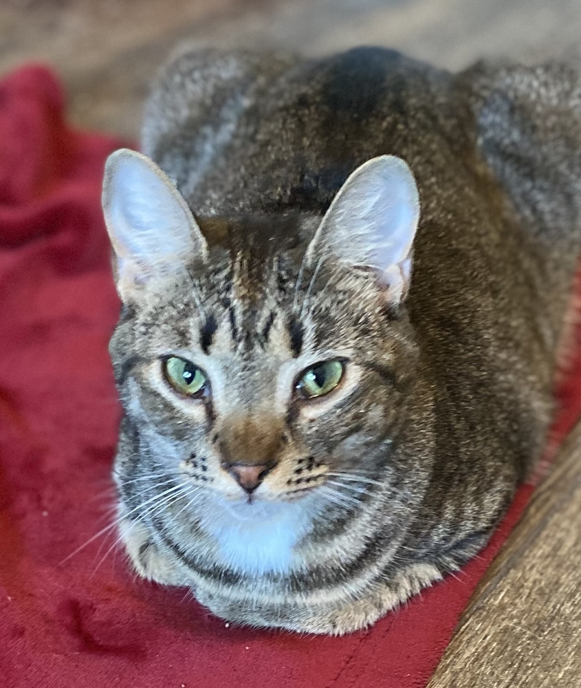 Eloise, an adoptable Tabby in Panama City Beach, FL, 32408 | Photo Image 3