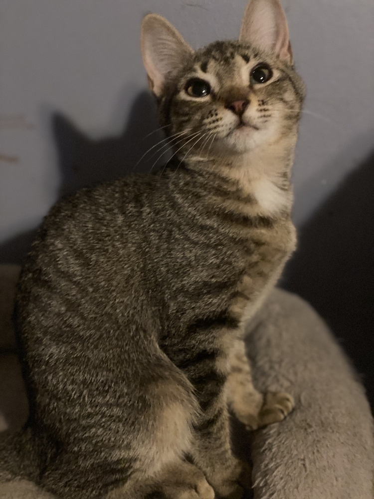 Eloise, an adoptable Tabby in Panama City Beach, FL, 32408 | Photo Image 4