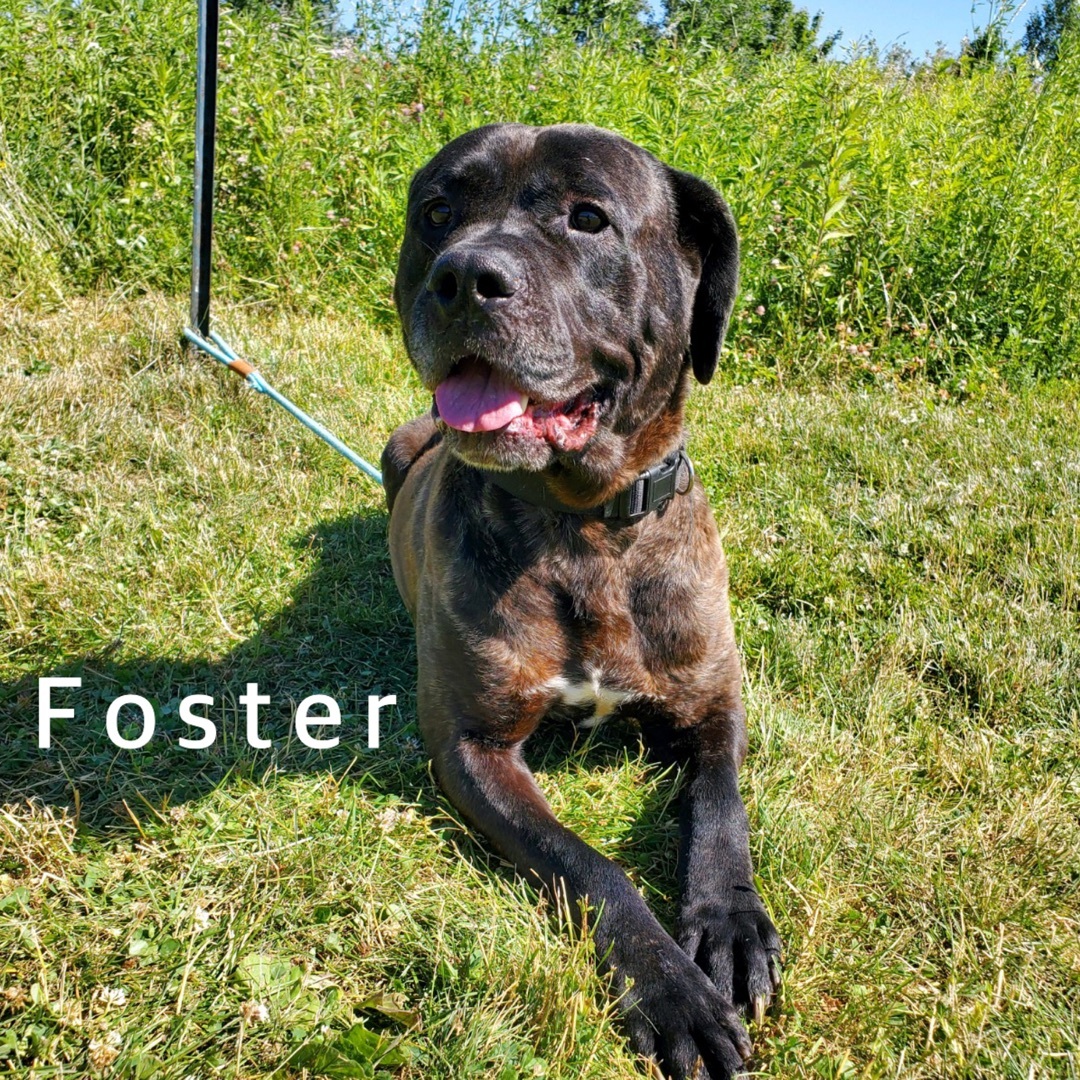 Foster