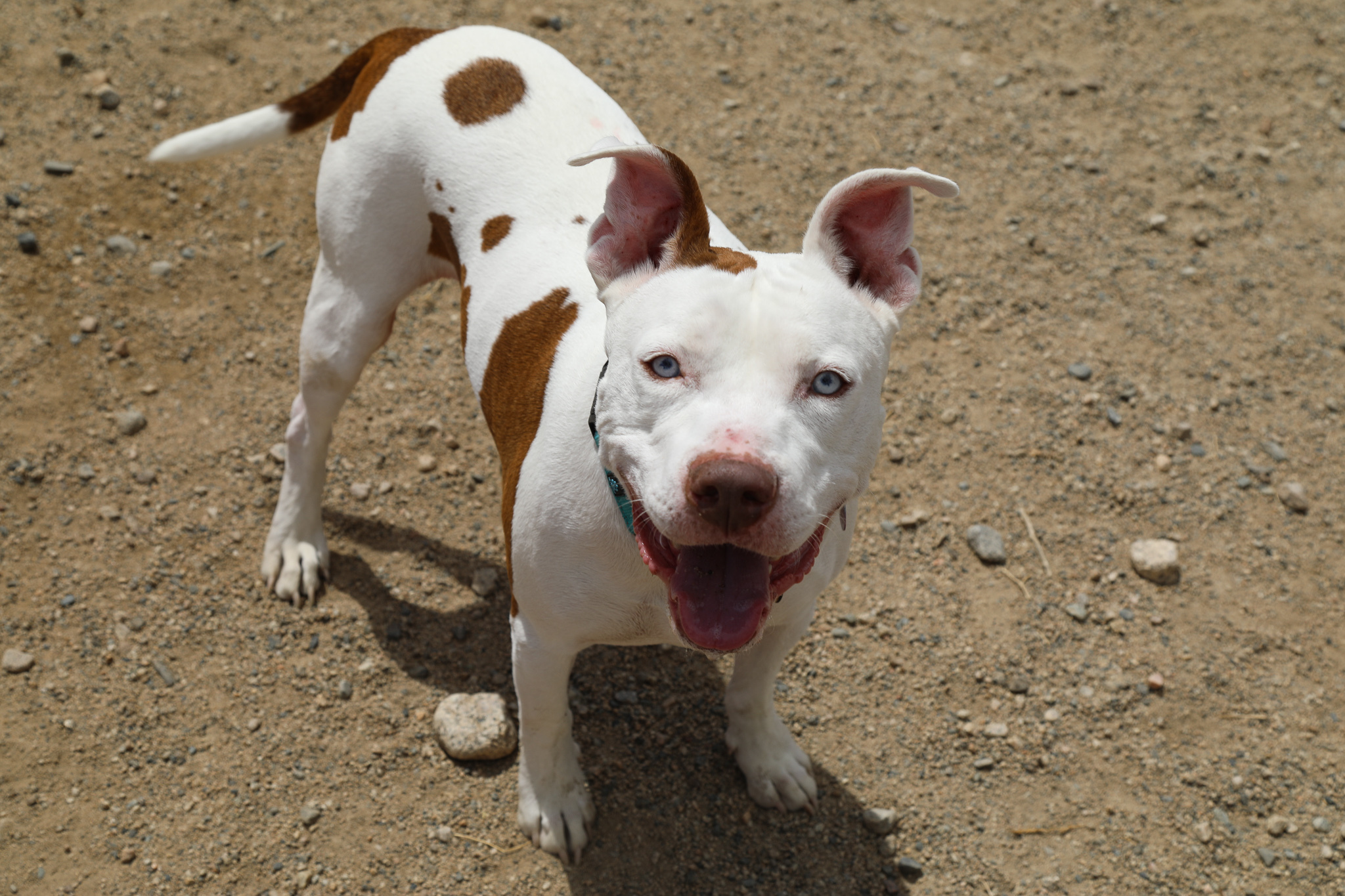 King, an adoptable Pit Bull Terrier in Buena Vista, CO, 81211 | Photo Image 2