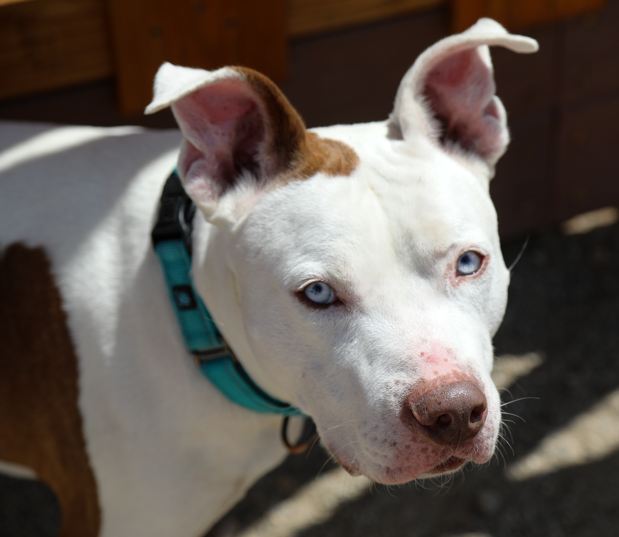King, an adoptable Pit Bull Terrier in Buena Vista, CO, 81211 | Photo Image 3
