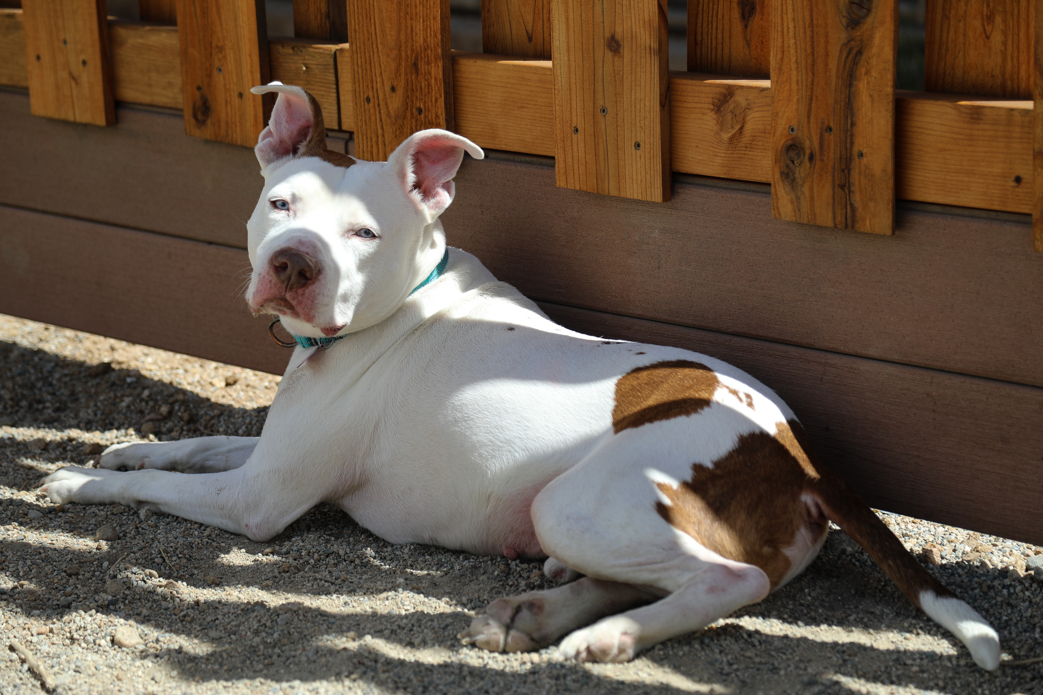 King, an adoptable Pit Bull Terrier in Buena Vista, CO, 81211 | Photo Image 4