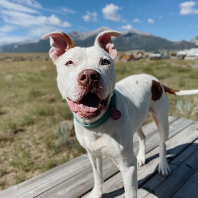 King, an adoptable Pit Bull Terrier in Buena Vista, CO, 81211 | Photo Image 1