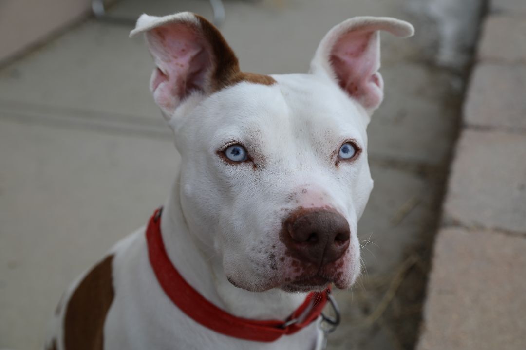 King, an adoptable Pit Bull Terrier in Buena Vista, CO, 81211 | Photo Image 5