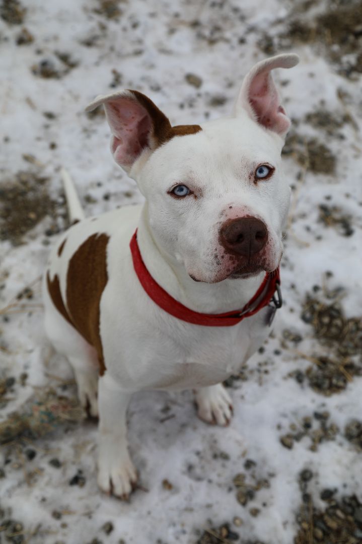 King, an adoptable Pit Bull Terrier in Buena Vista, CO, 81211 | Photo Image 6