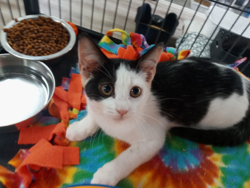 Penny, an adoptable American Shorthair in Naples, FL, 34116 | Photo Image 1