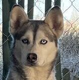 Gunner , an adoptable Husky, Shepherd in Ephrata, WA, 98823 | Photo Image 2