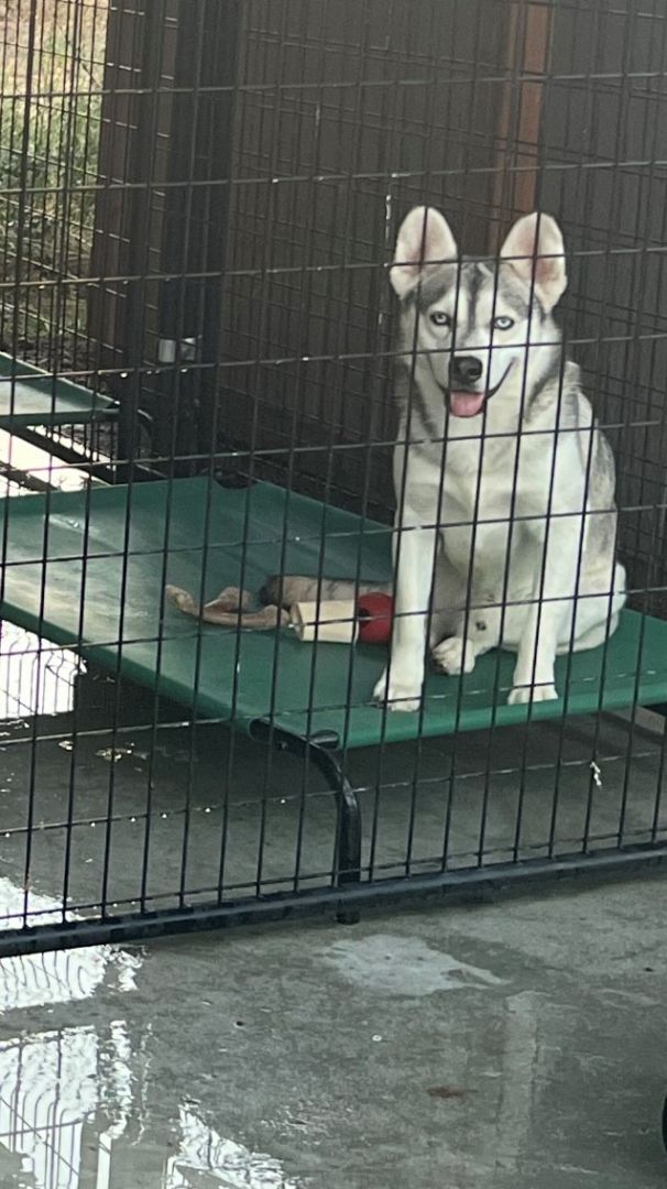 Gunner , an adoptable Husky, Shepherd in Ephrata, WA, 98823 | Photo Image 3