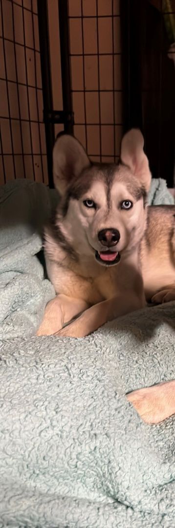Gunner , an adoptable Husky, Shepherd in Ephrata, WA, 98823 | Photo Image 1