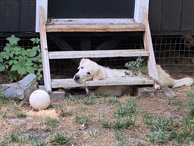 Sam & Petey (bonded)