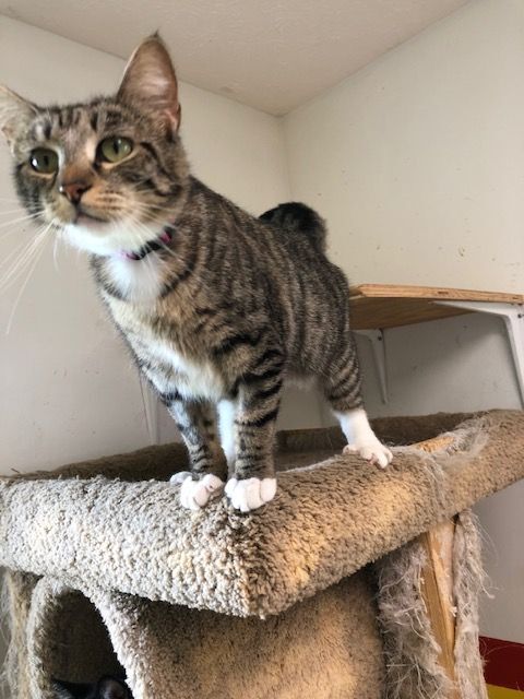 MINNIE MITTENS, an adoptable Tabby in Owensboro, KY, 42302 | Photo Image 6