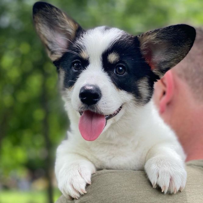 Clementine the Corgi