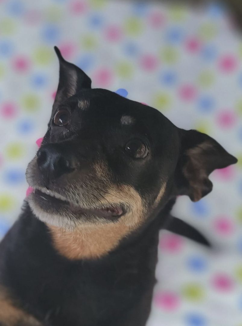 Zeus, an adoptable Miniature Pinscher, Beagle in Puyallup, WA, 98372 | Photo Image 4