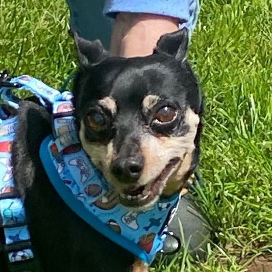 Rocky, an adoptable Miniature Pinscher in Puyallup, WA, 98372 | Photo Image 2