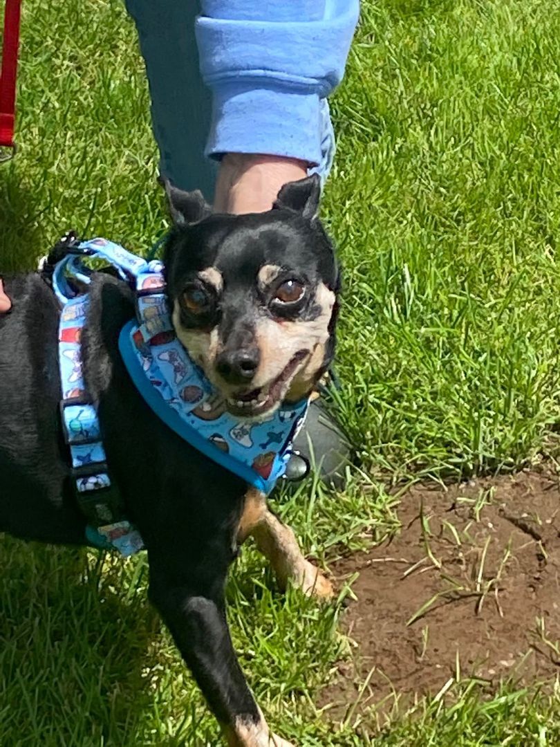 Rocky, an adoptable Miniature Pinscher in Puyallup, WA, 98372 | Photo Image 3