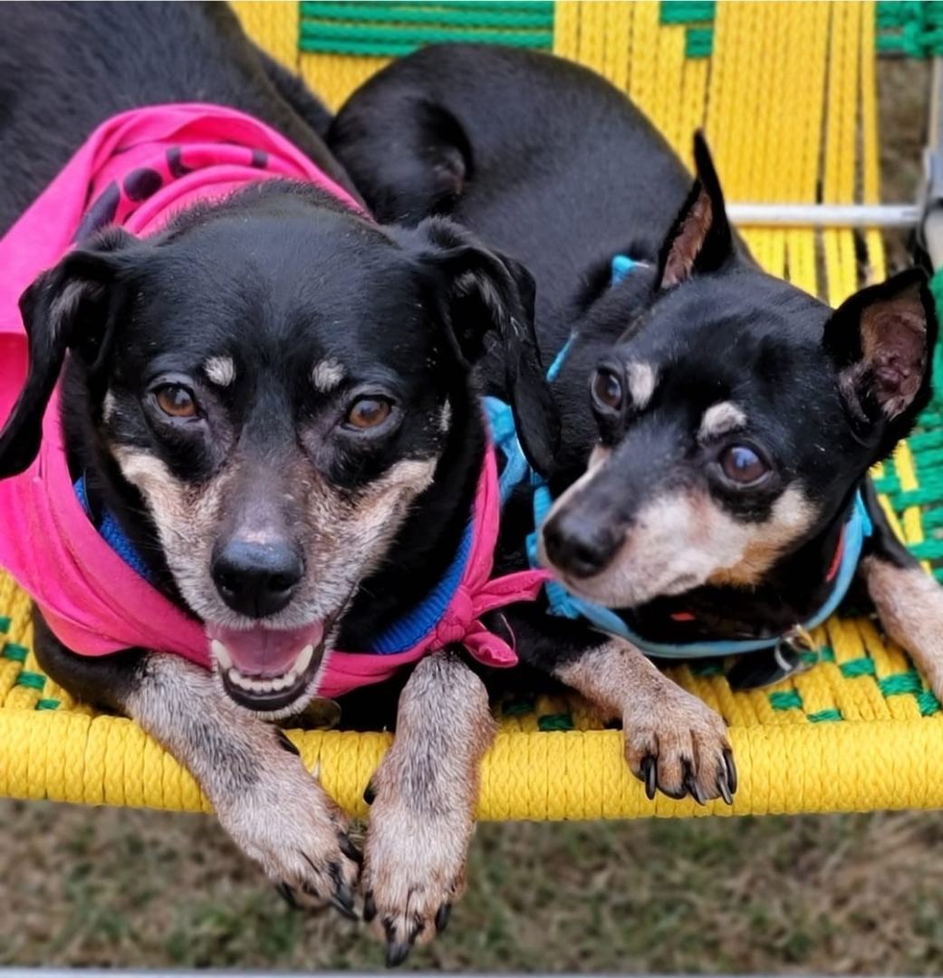 Rocky, an adoptable Miniature Pinscher in Puyallup, WA, 98372 | Photo Image 1