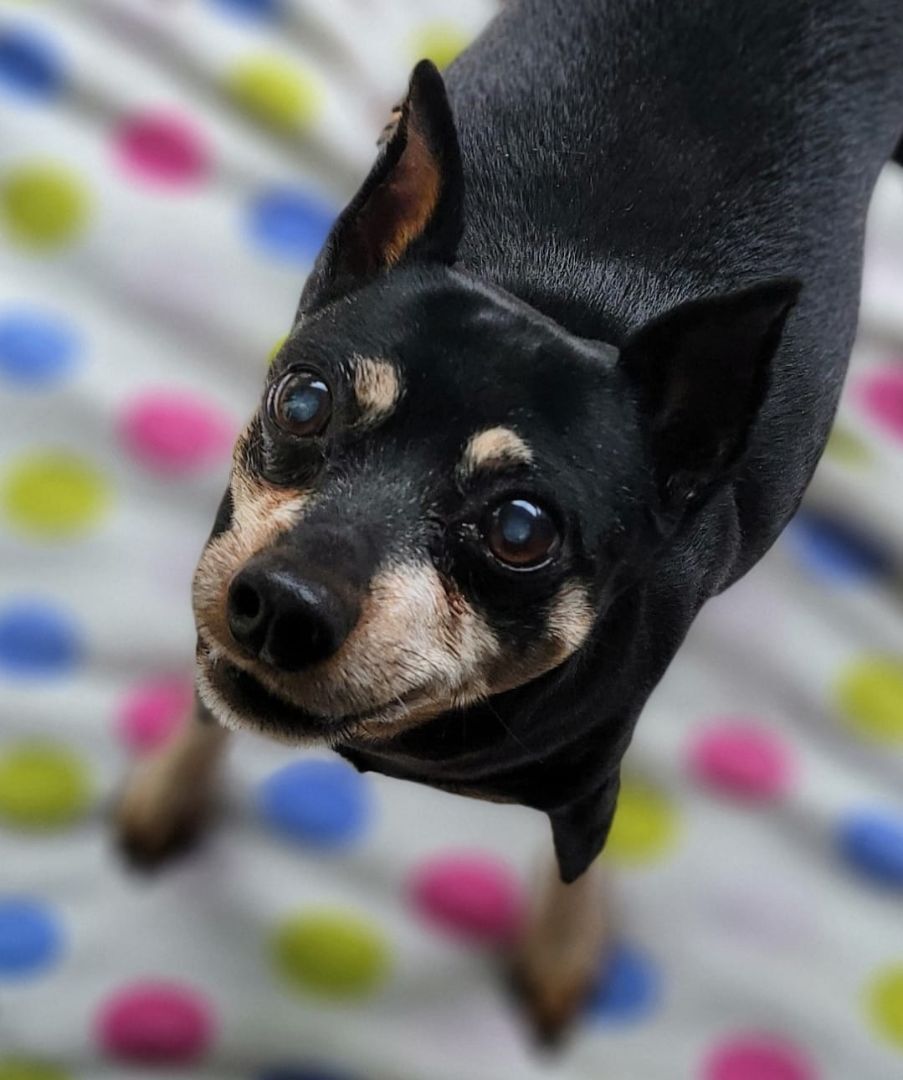 Rocky, an adoptable Miniature Pinscher in Puyallup, WA, 98372 | Photo Image 4