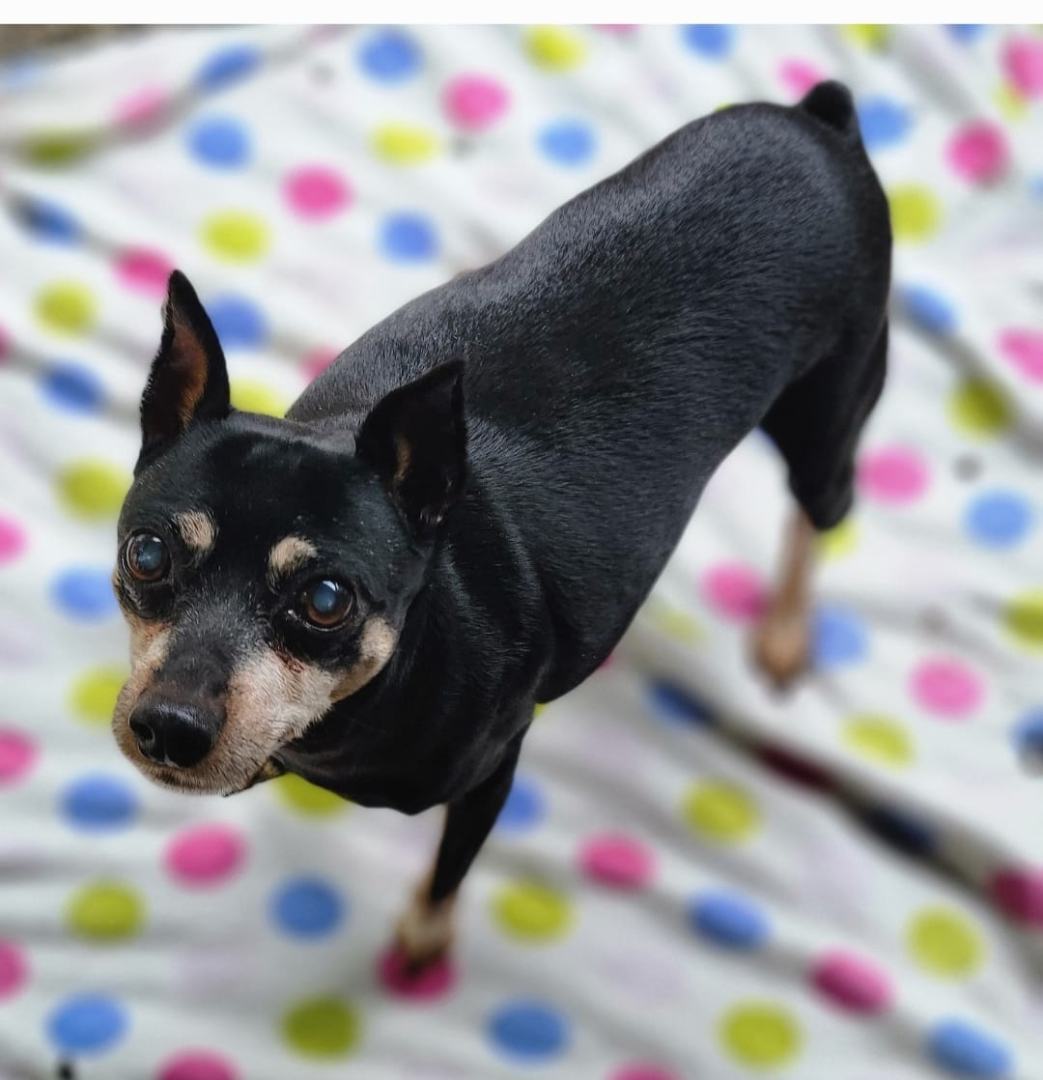 Rocky, an adoptable Miniature Pinscher in Puyallup, WA, 98372 | Photo Image 5