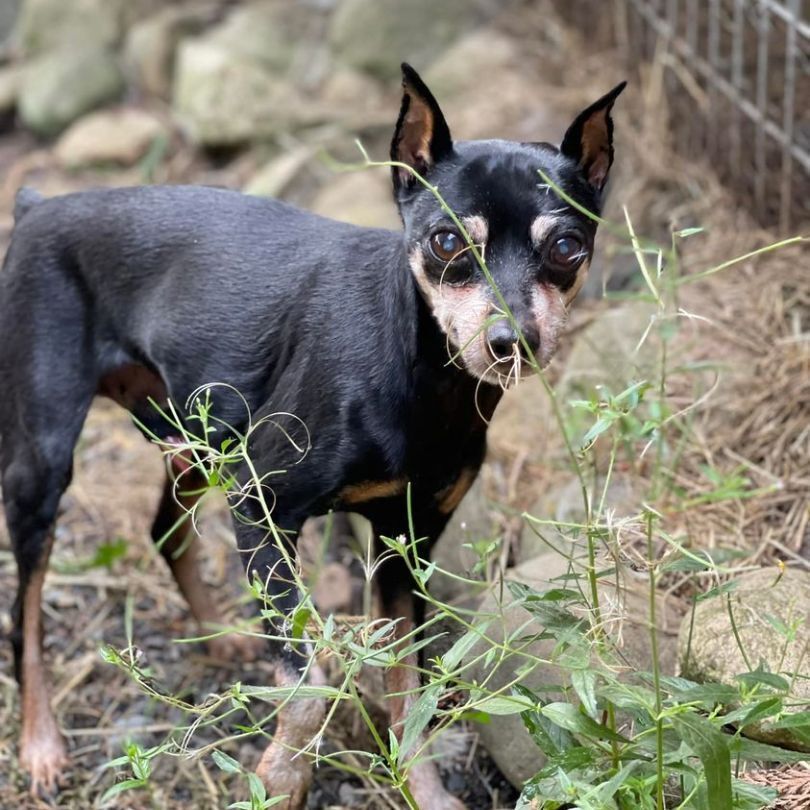 Rocky, an adoptable Miniature Pinscher in Puyallup, WA, 98372 | Photo Image 6