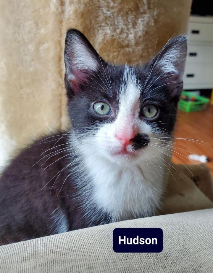 Hudson, an adopted Domestic Medium Hair in Fort Thomas, KY_image-2