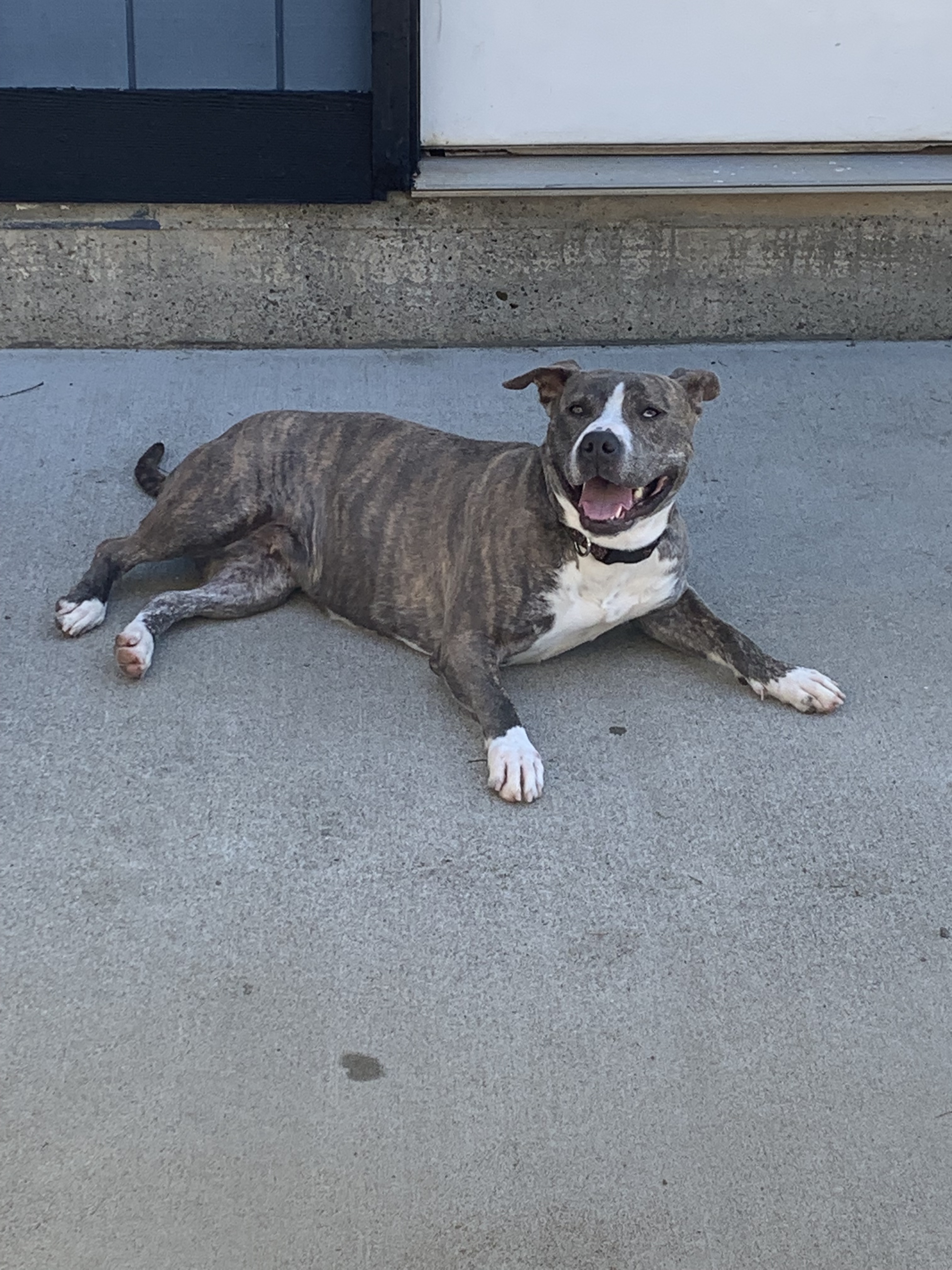 Ari, an adoptable Pit Bull Terrier in Washougal, WA, 98671 | Photo Image 2