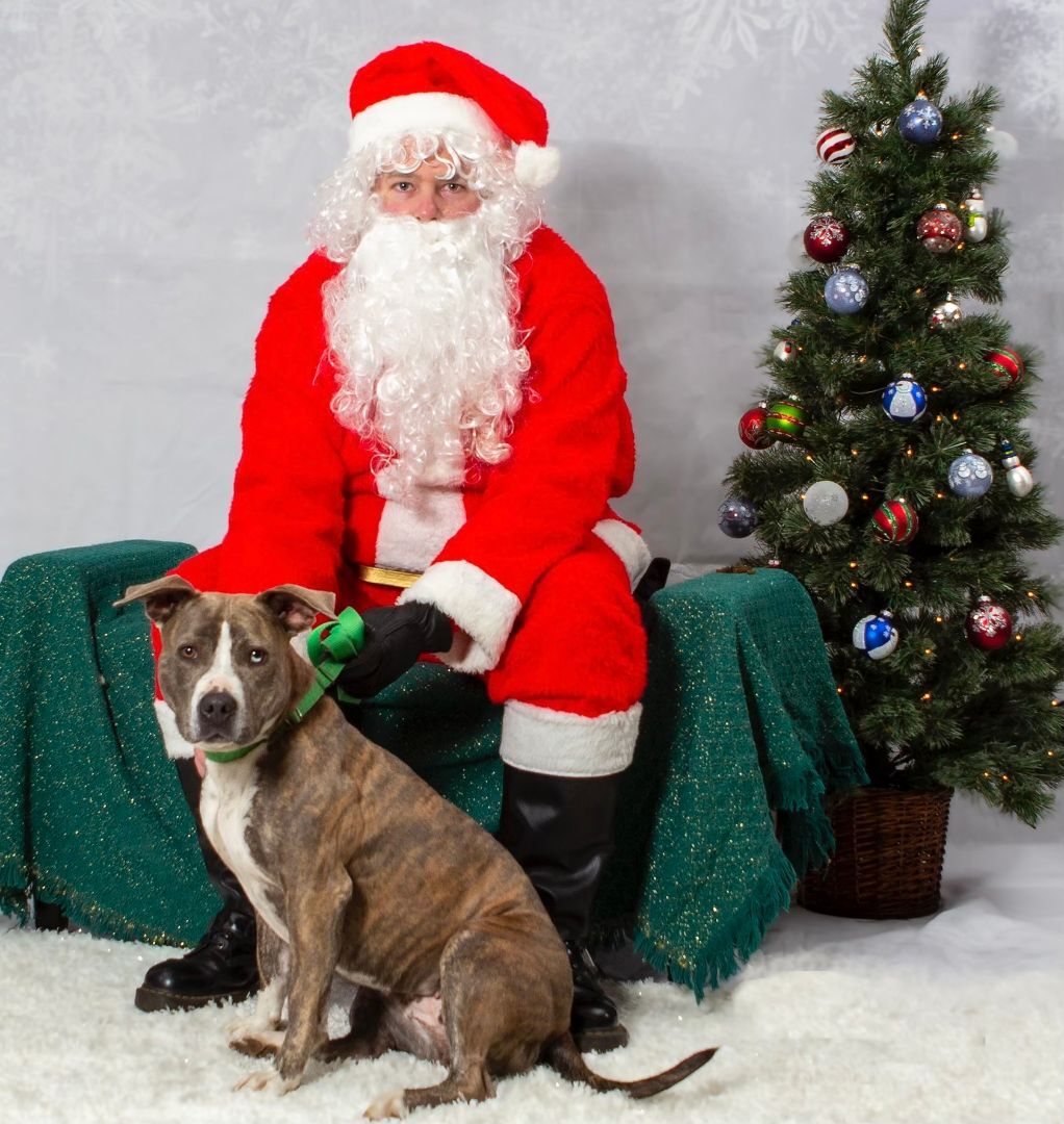 Ari, an adoptable Pit Bull Terrier in Washougal, WA, 98671 | Photo Image 1