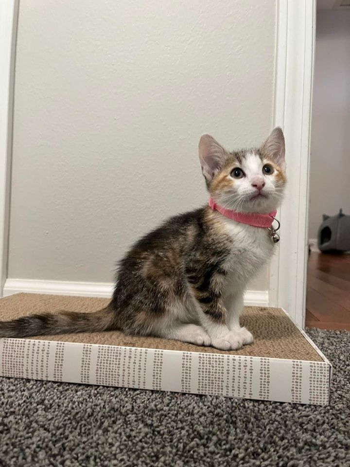 Sprout , an adoptable Domestic Short Hair Mix in Springfield, MO_image-2