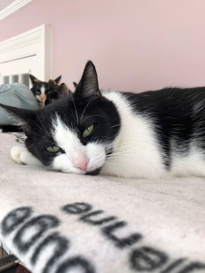 Molly - Sponsored by Andrea D. (Walli) 1