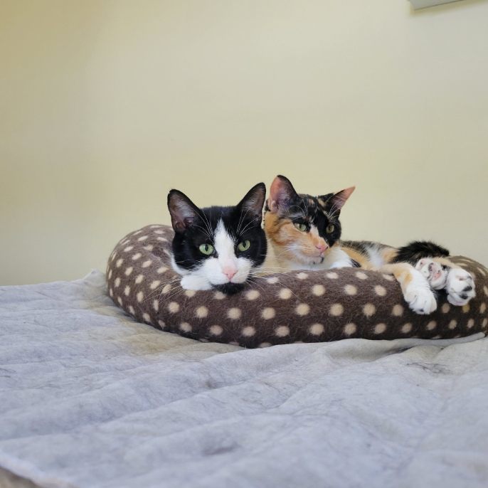 Molly - Sponsored by Andrea D. (Walli) 2