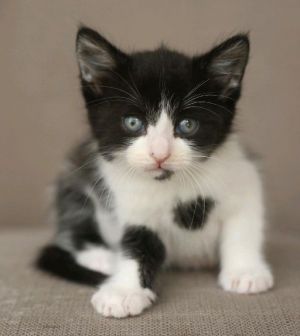 Cats For Adoption Near Ypsilanti Mi Petfinder