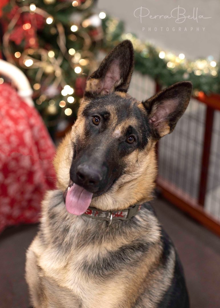 Wryker, an adoptable German Shepherd Dog in West Richland, WA, 99353 | Photo Image 2