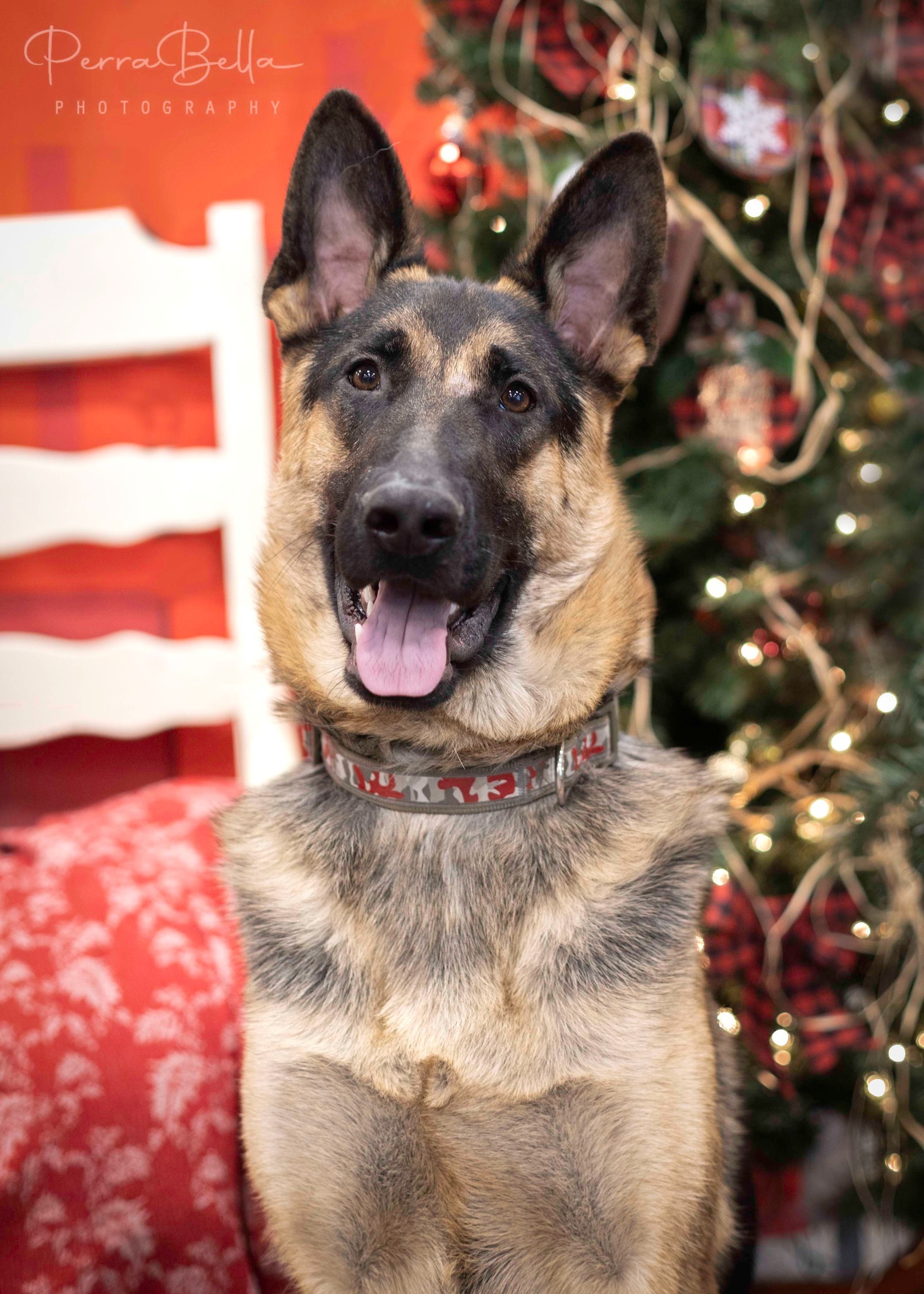 Wryker, an adoptable German Shepherd Dog in West Richland, WA, 99353 | Photo Image 1