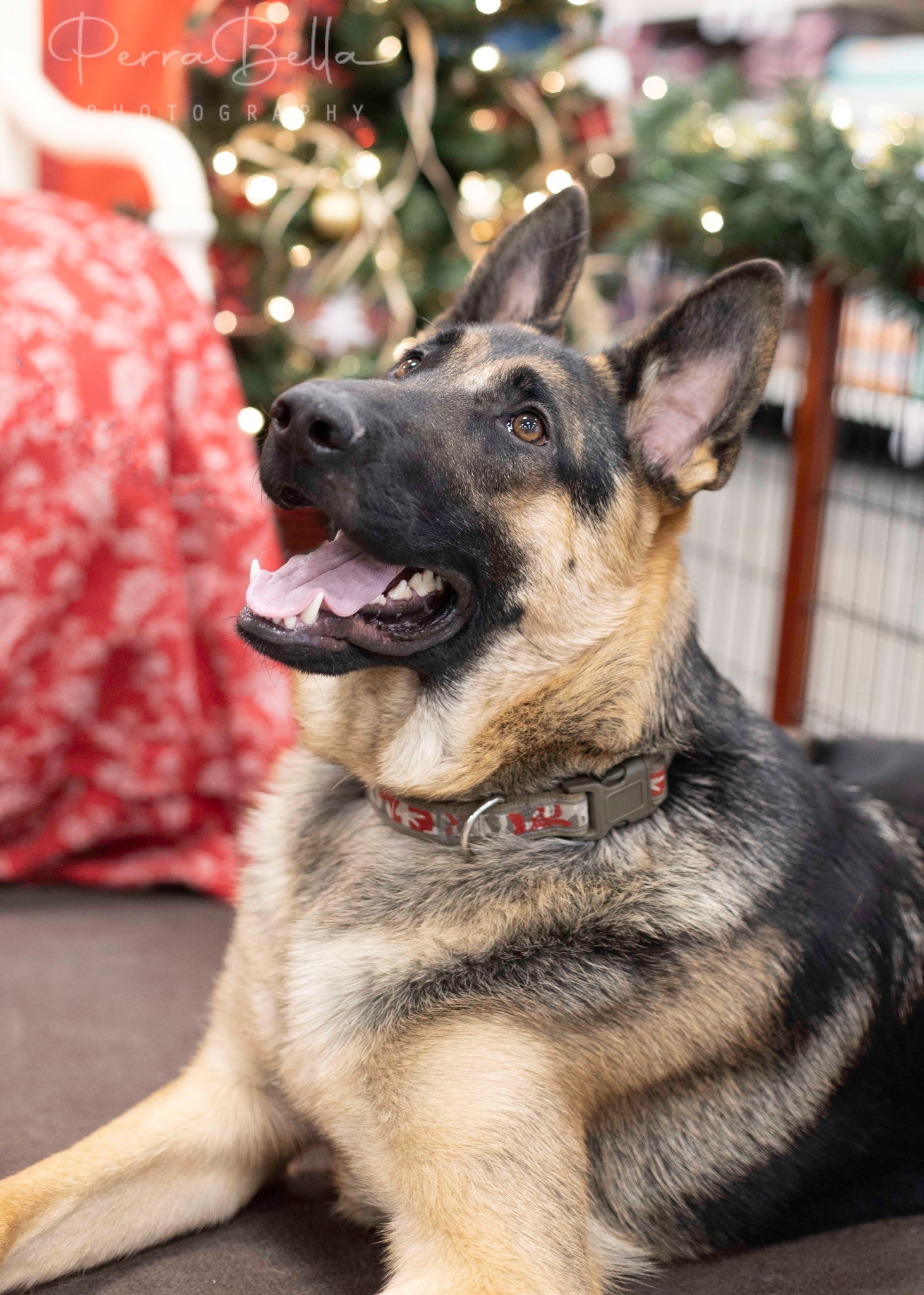 Wryker, an adoptable German Shepherd Dog in West Richland, WA, 99353 | Photo Image 3