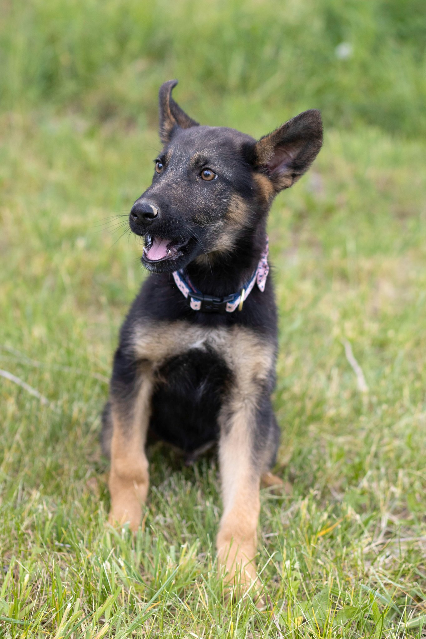 Wryker, an adoptable German Shepherd Dog in West Richland, WA, 99353 | Photo Image 4