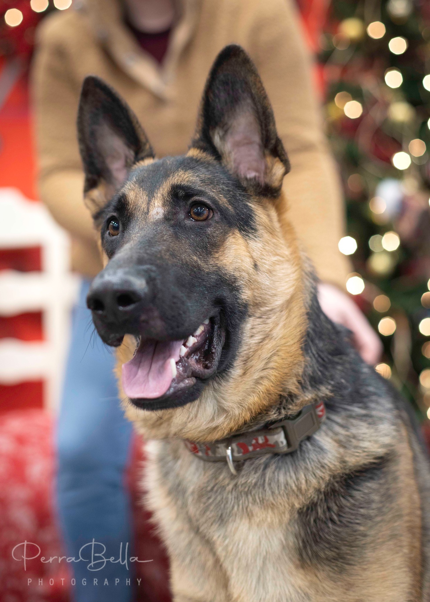 Wryker, an adoptable German Shepherd Dog in West Richland, WA, 99353 | Photo Image 5