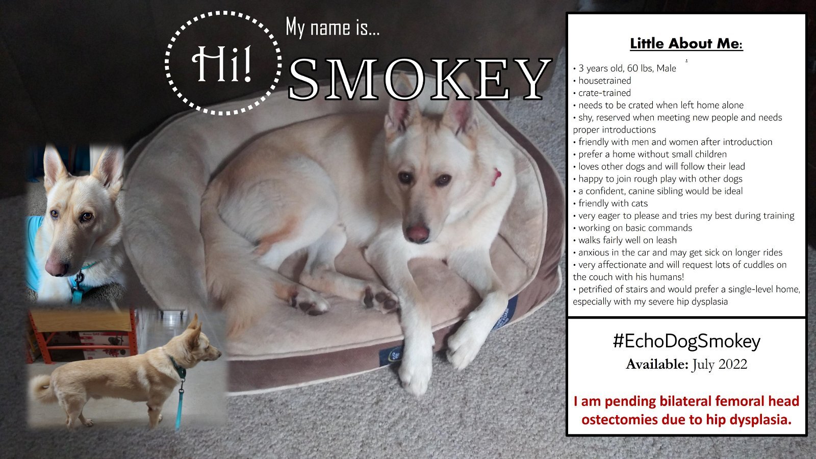 Smokey (Ready to go home July/August 2022)