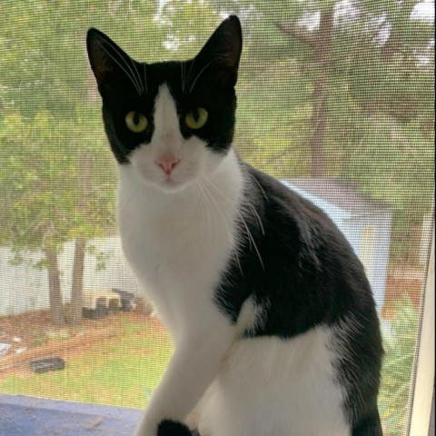 Connor, an adoptable Domestic Short Hair in Hopkins, SC, 29061 | Photo Image 2