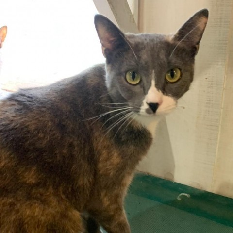 Mallie, an adoptable Domestic Short Hair in Hopkins, SC, 29061 | Photo Image 1