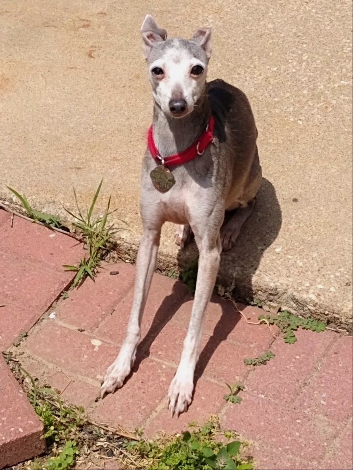 Penny, an adoptable Italian Greyhound in Wichita, KS_image-1