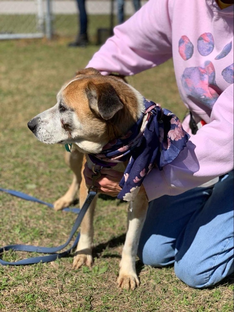 Liza, an adoptable Shepherd in Darlington, SC, 29532 | Photo Image 3