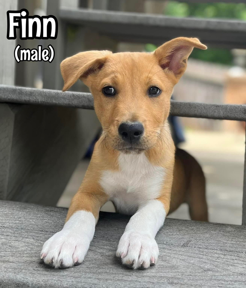 Finn