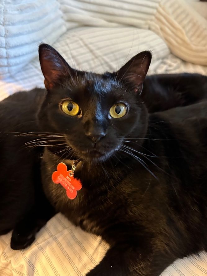 Baby Too bonded with Apollo