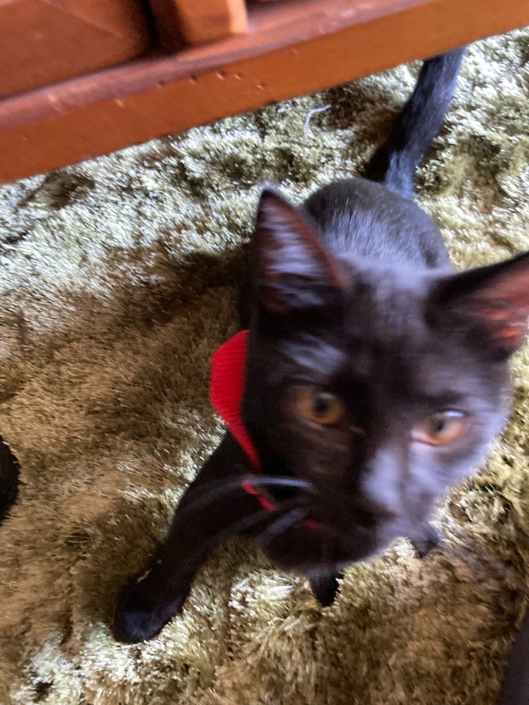 Baby Too bonded with Apollo, an adoptable Domestic Short Hair in Lake Forest, CA, 92630 | Photo Image 2